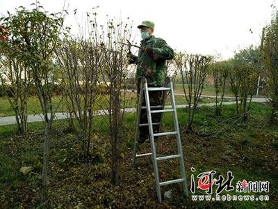邯郸磁县园林绿化冬季管护工作全面展开(图)